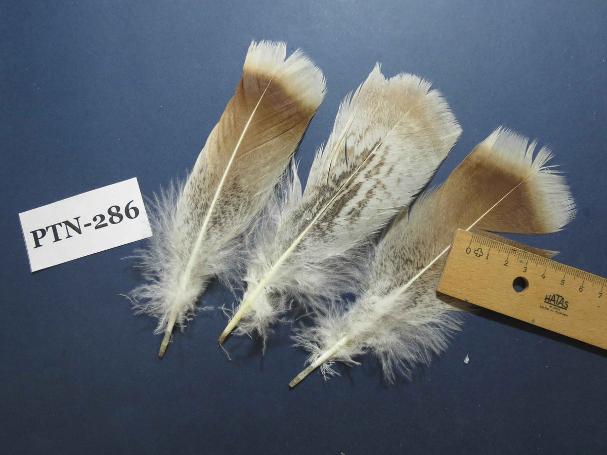 30 Pcs Natural Turkey Pre-Tail Feathers, Fly Tying Materials,Turkey Feathers (PTN-286)