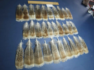 30 Pcs Natural Turkey Pre-Tail Feathers, Fly Tying Materials,Turkey Feathers (PTN-288)