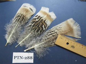 30 Pcs Natural Turkey Pre-Tail Feathers, Fly Tying Materials,Turkey Feathers (PTN-288)