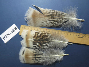 30 Pcs Natural Turkey Pre-Tail Feathers, Fly Tying Materials,Turkey Feathers (PTN-288)