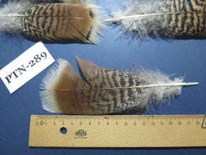 30 Pcs Natural Turkey Pre-Tail Feathers, Fly Tying Materials,Turkey Feathers (PTN-289)