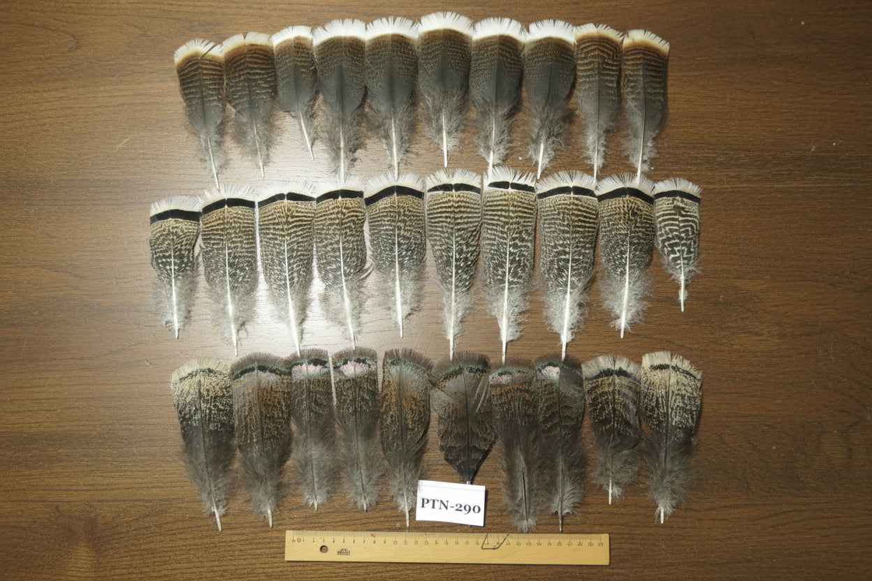 30 Pcs Natural Turkey Pre-Tail Feathers, Fly Tying Materials,Turkey Feathers (PTN-290)
