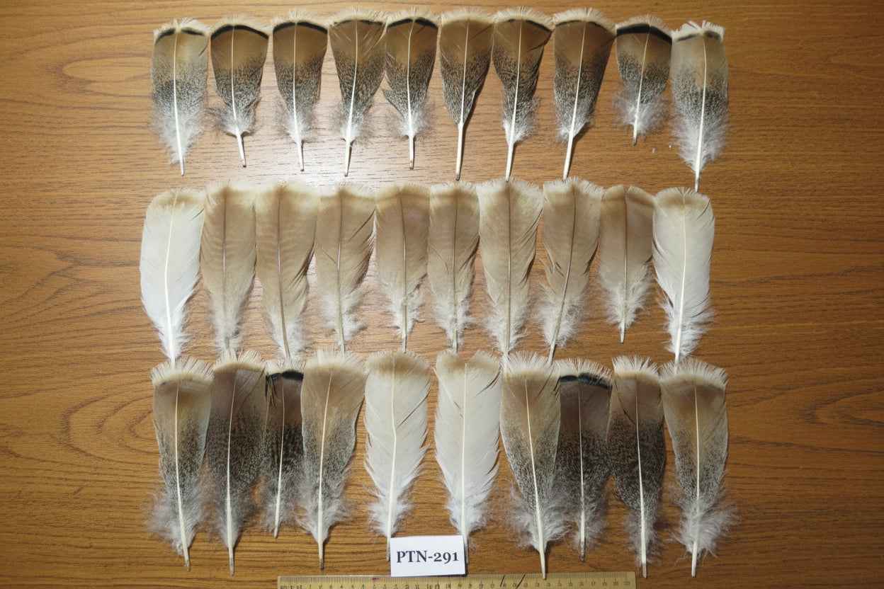 30 Pcs Natural Turkey Pre-Tail Feathers, Fly Tying Materials,Turkey Feathers (PTN-291)