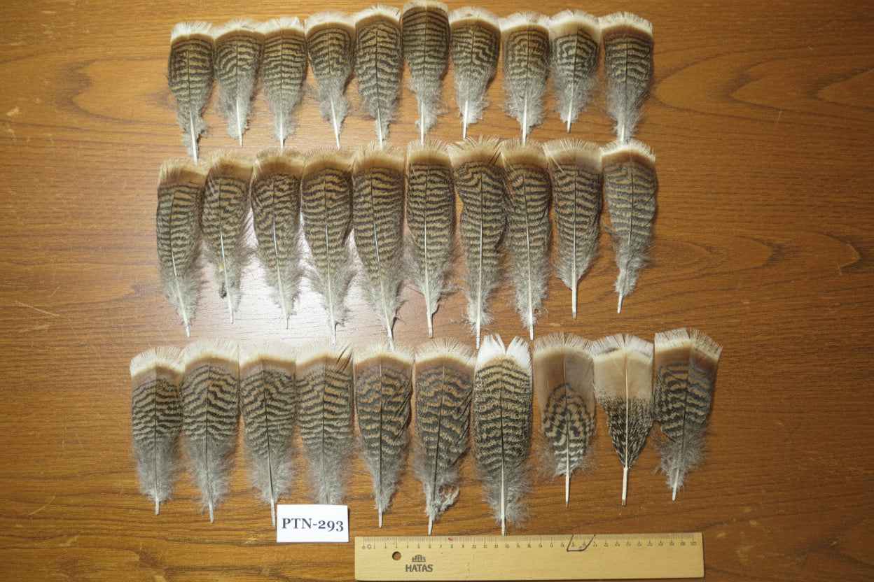 30 Pcs Natural Turkey Pre-Tail Feathers, Fly Tying Materials,Turkey Feathers (PTN-293)