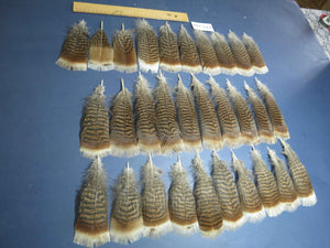 30 Pcs Natural Turkey Pre-Tail Feathers, Fly Tying Materials,Turkey Feathers (PTN-293)
