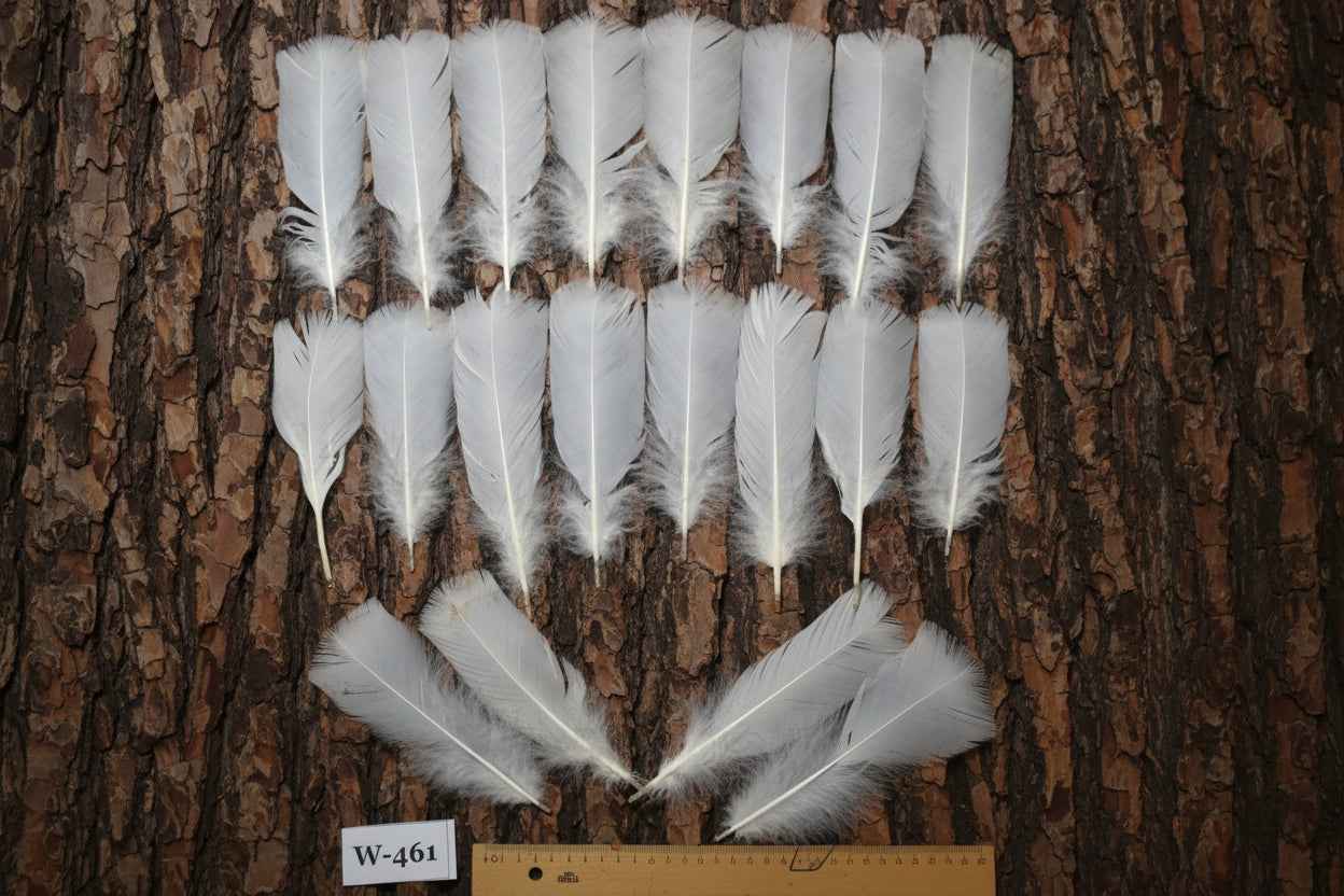 20 Pcs White Turkey Pre-Tail Feathers, Fly Tying Materials (W-461)