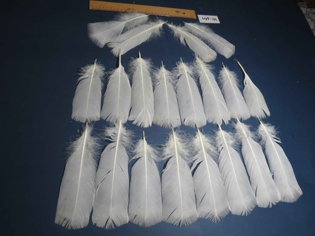 20 Pcs White Turkey Pre-Tail Feathers, Fly Tying Materials (W-461)