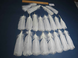 20 Pcs White Turkey Pre-Tail Feathers, Fly Tying Materials (W-461)