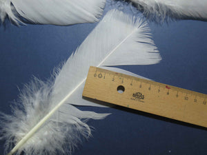 20 Pcs White Turkey Pre-Tail Feathers, Fly Tying Materials (W-461)