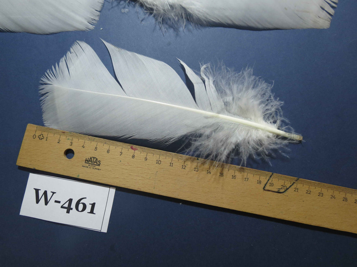 20 Pcs White Turkey Pre-Tail Feathers, Fly Tying Materials (W-461)