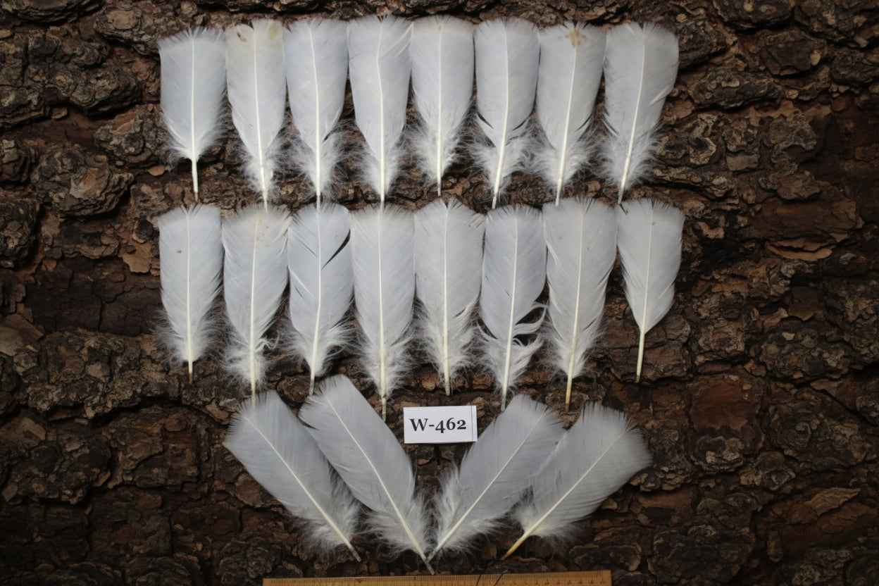 20 Pcs White Turkey Pre-Tail Feathers, Fly Tying Materials (W-462)