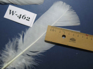 20 Pcs White Turkey Pre-Tail Feathers, Fly Tying Materials (W-462)