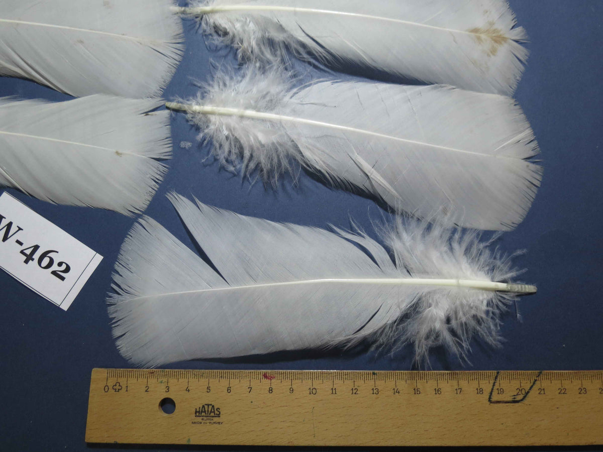 20 Pcs White Turkey Pre-Tail Feathers, Fly Tying Materials (W-462)