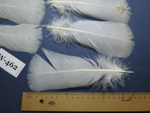 20 Pcs White Turkey Pre-Tail Feathers, Fly Tying Materials (W-462)