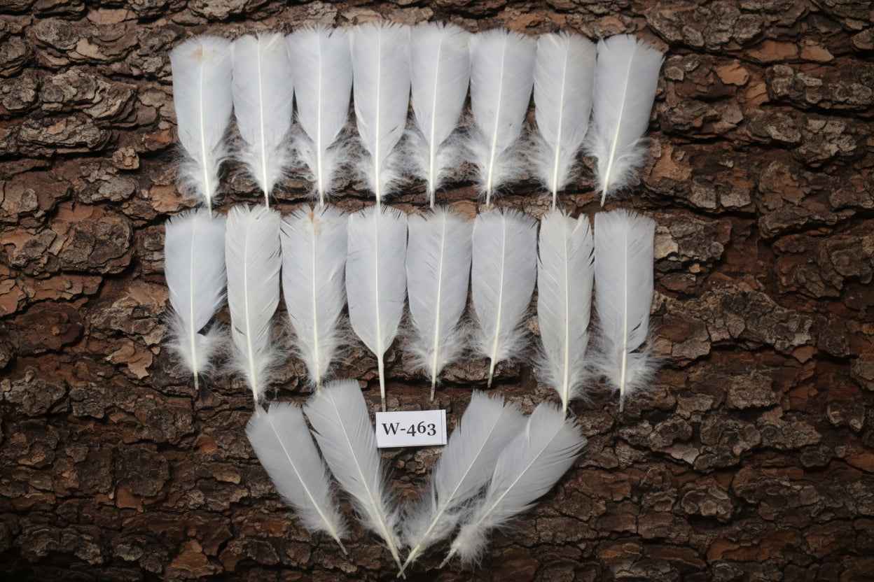 20 Pcs White Turkey Pre-Tail Feathers, Fly Tying Materials (W-463)