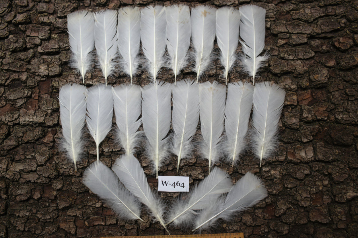 20 Pcs White Turkey Pre-Tail Feathers, Turkey Feathers,Fly Tying Material,Craft Feathers,Natural Feathers (W-464)