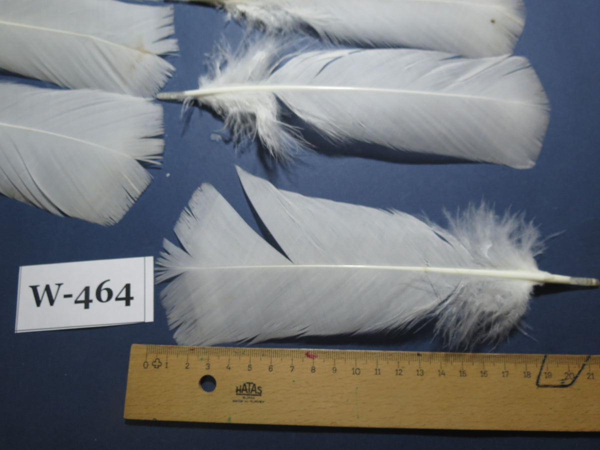20 Pcs White Turkey Pre-Tail Feathers, Turkey Feathers,Fly Tying Material,Craft Feathers,Natural Feathers (W-464)