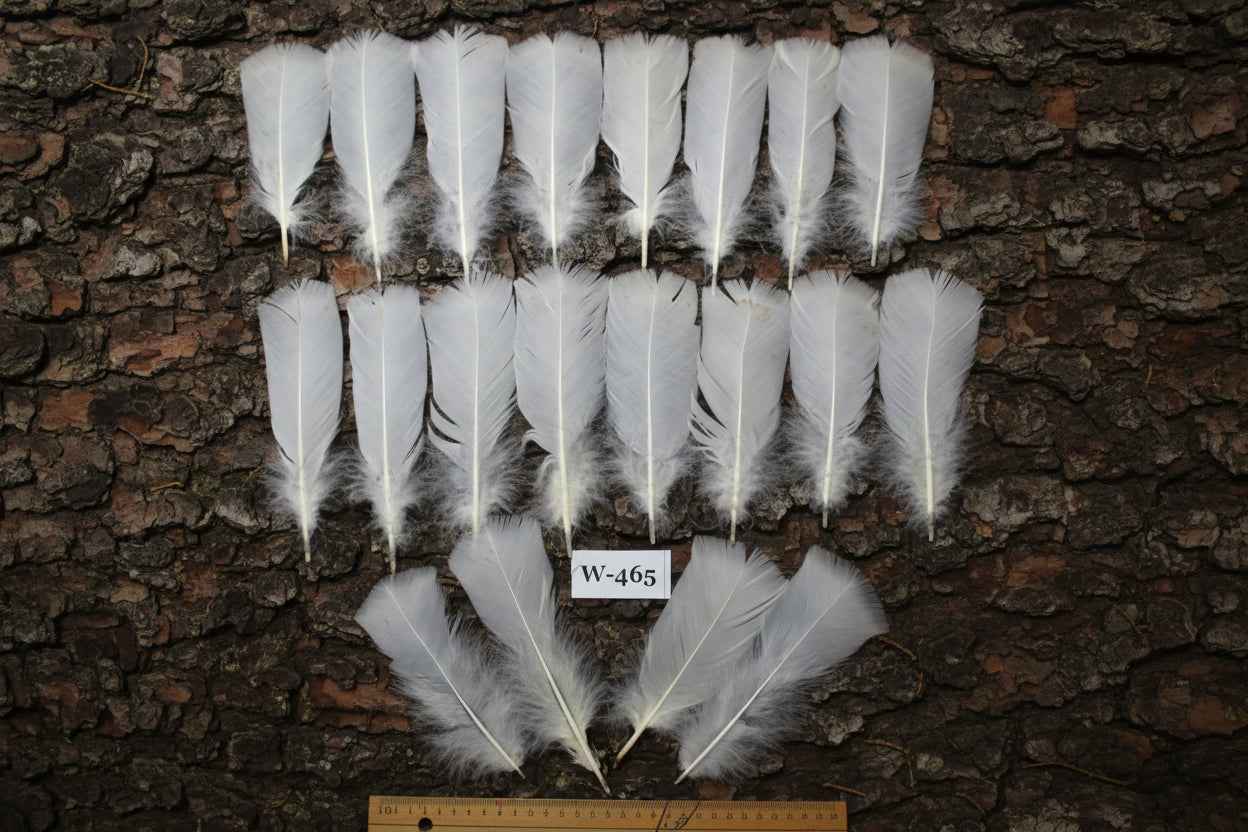 20 Pcs White Turkey Pre-Tail Feathers, Fly Tying Materials (W-465)