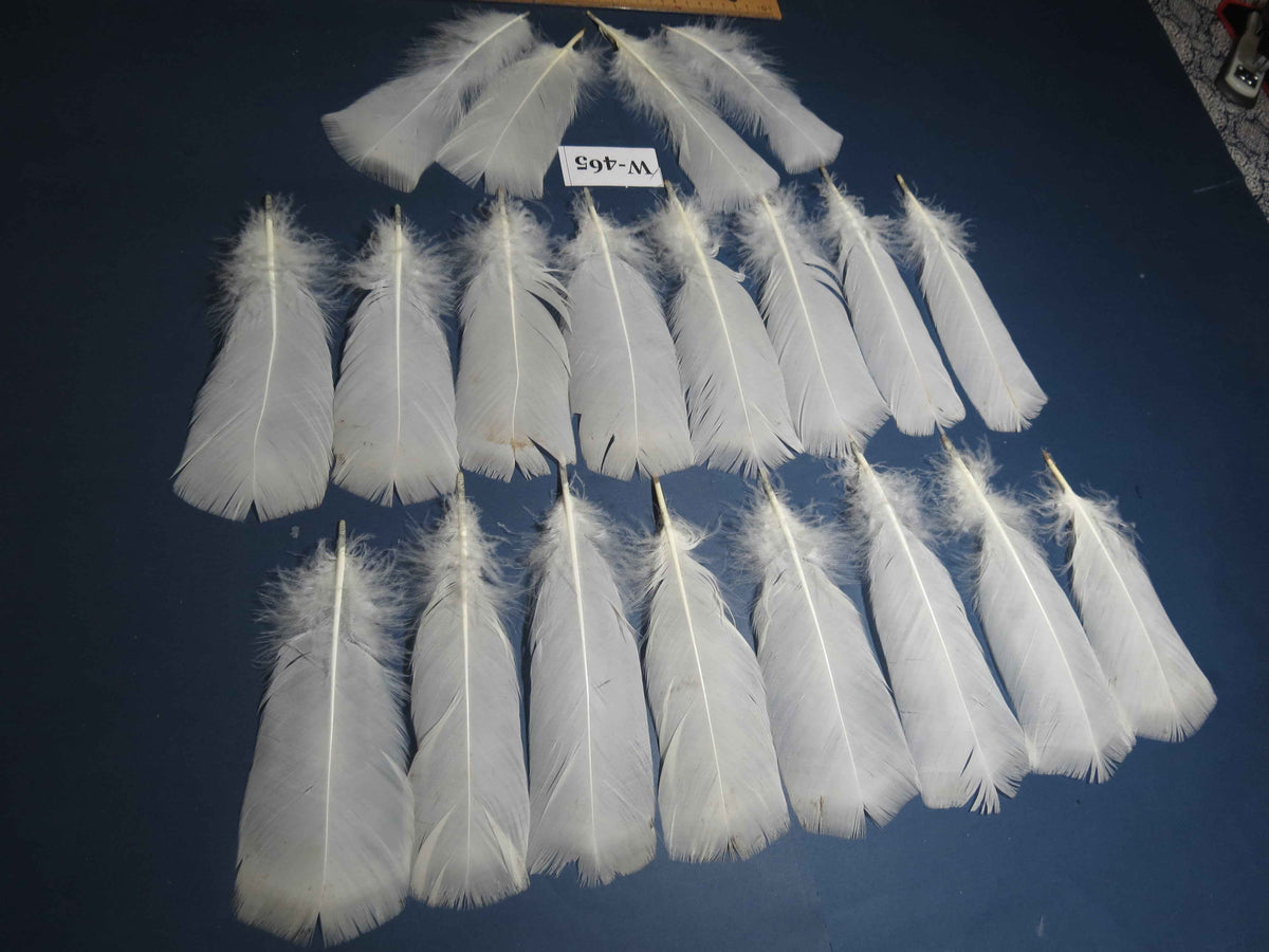 20 Pcs White Turkey Pre-Tail Feathers, Fly Tying Materials (W-465)