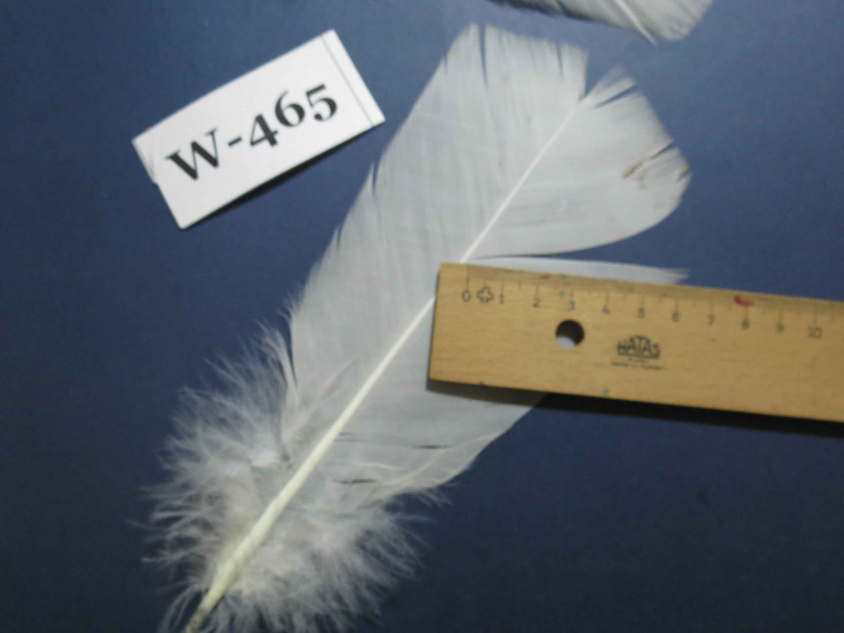 20 Pcs White Turkey Pre-Tail Feathers, Fly Tying Materials (W-465)