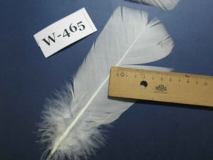 20 Pcs White Turkey Pre-Tail Feathers, Fly Tying Materials (W-465)