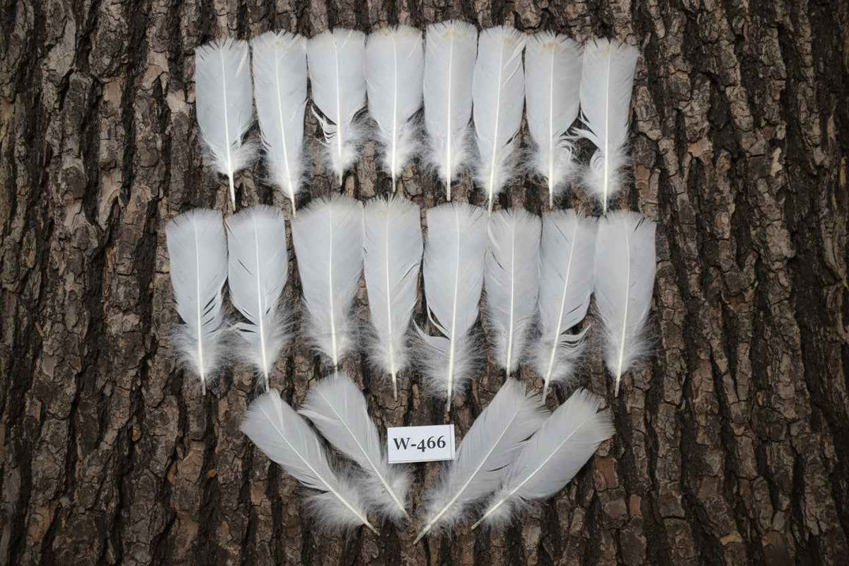 20 Pcs White Turkey Pre-Tail Feathers, Fly Tying Materials (W-466)