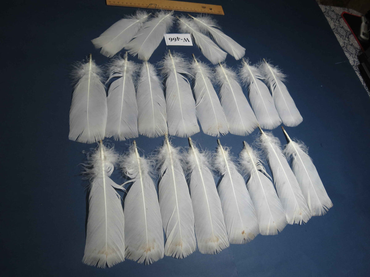 20 Pcs White Turkey Pre-Tail Feathers, Fly Tying Materials (W-466)
