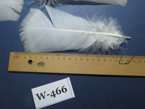 20 Pcs White Turkey Pre-Tail Feathers, Fly Tying Materials (W-466)