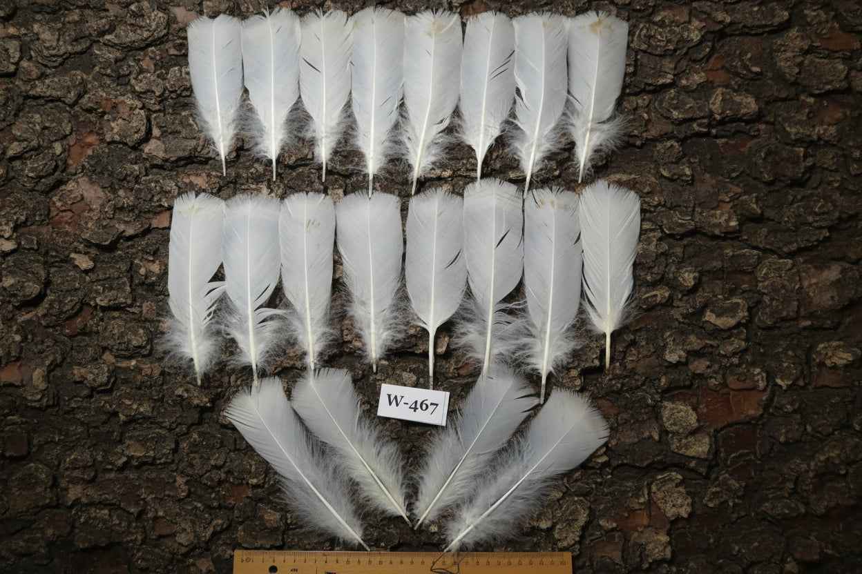20 Pcs White Turkey Pre-Tail Feathers, Fly Tying Materials (W-467)