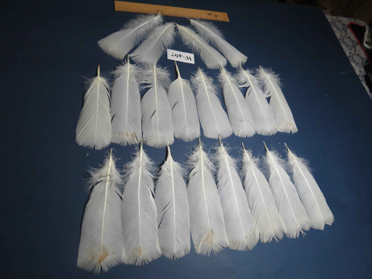 20 Pcs White Turkey Pre-Tail Feathers, Fly Tying Materials (W-467)