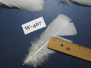 20 Pcs White Turkey Pre-Tail Feathers, Fly Tying Materials (W-467)