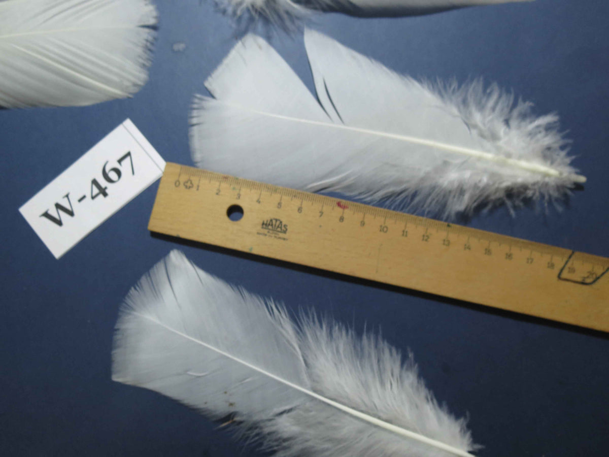20 Pcs White Turkey Pre-Tail Feathers, Fly Tying Materials (W-467)