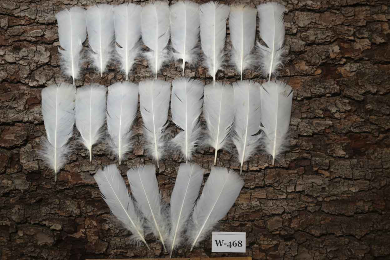20 Pcs White Turkey Pre-Tail Feathers, Fly Tying Materials (W-468)