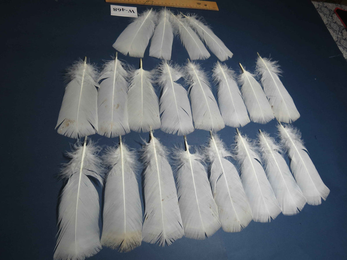 20 Pcs White Turkey Pre-Tail Feathers, Fly Tying Materials (W-468)