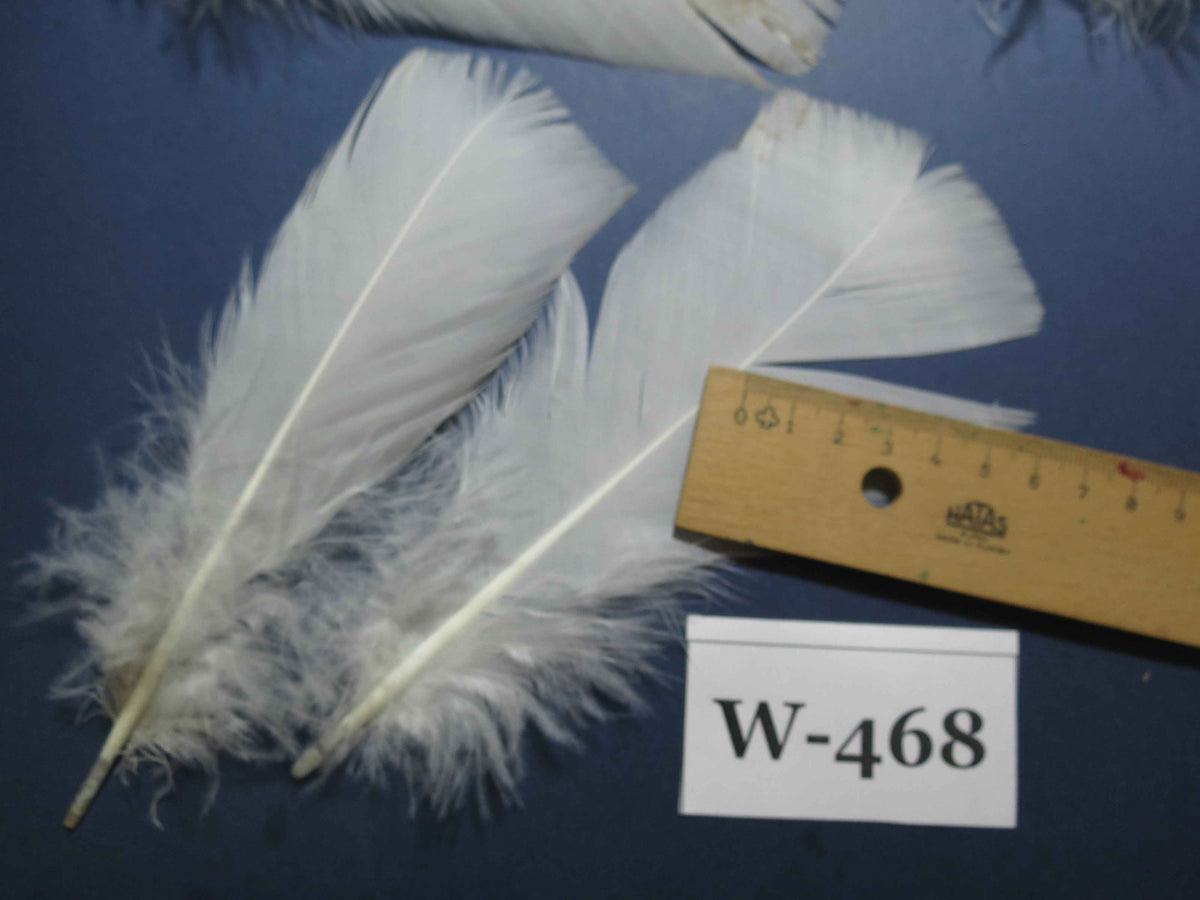 20 Pcs White Turkey Pre-Tail Feathers, Fly Tying Materials (W-468)