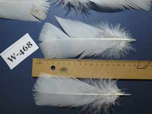20 Pcs White Turkey Pre-Tail Feathers, Fly Tying Materials (W-468)