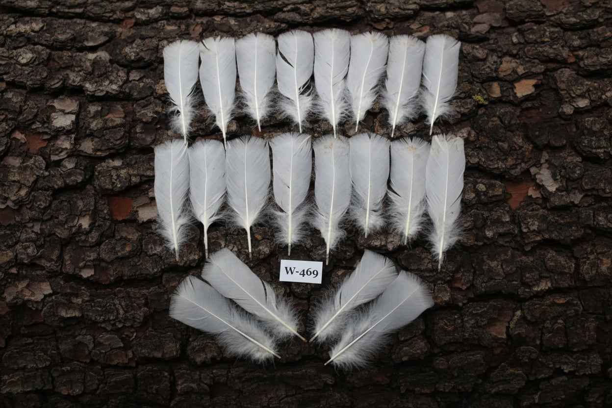 20 Pcs White Turkey Pre-Tail Feathers, Fly Tying Materials (W-469)