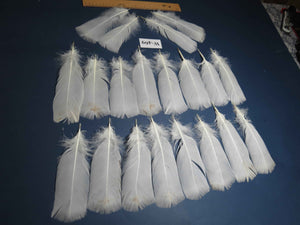 20 Pcs White Turkey Pre-Tail Feathers, Fly Tying Materials (W-469)
