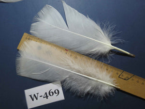 20 Pcs White Turkey Pre-Tail Feathers, Fly Tying Materials (W-469)