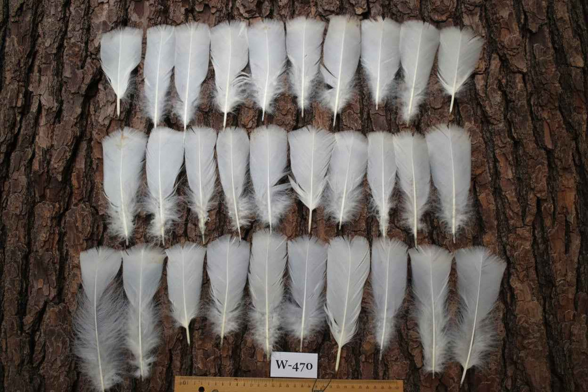 30 Pcs White Turkey Pre-Tail Feathers, Fly Tying Materials (W-470)