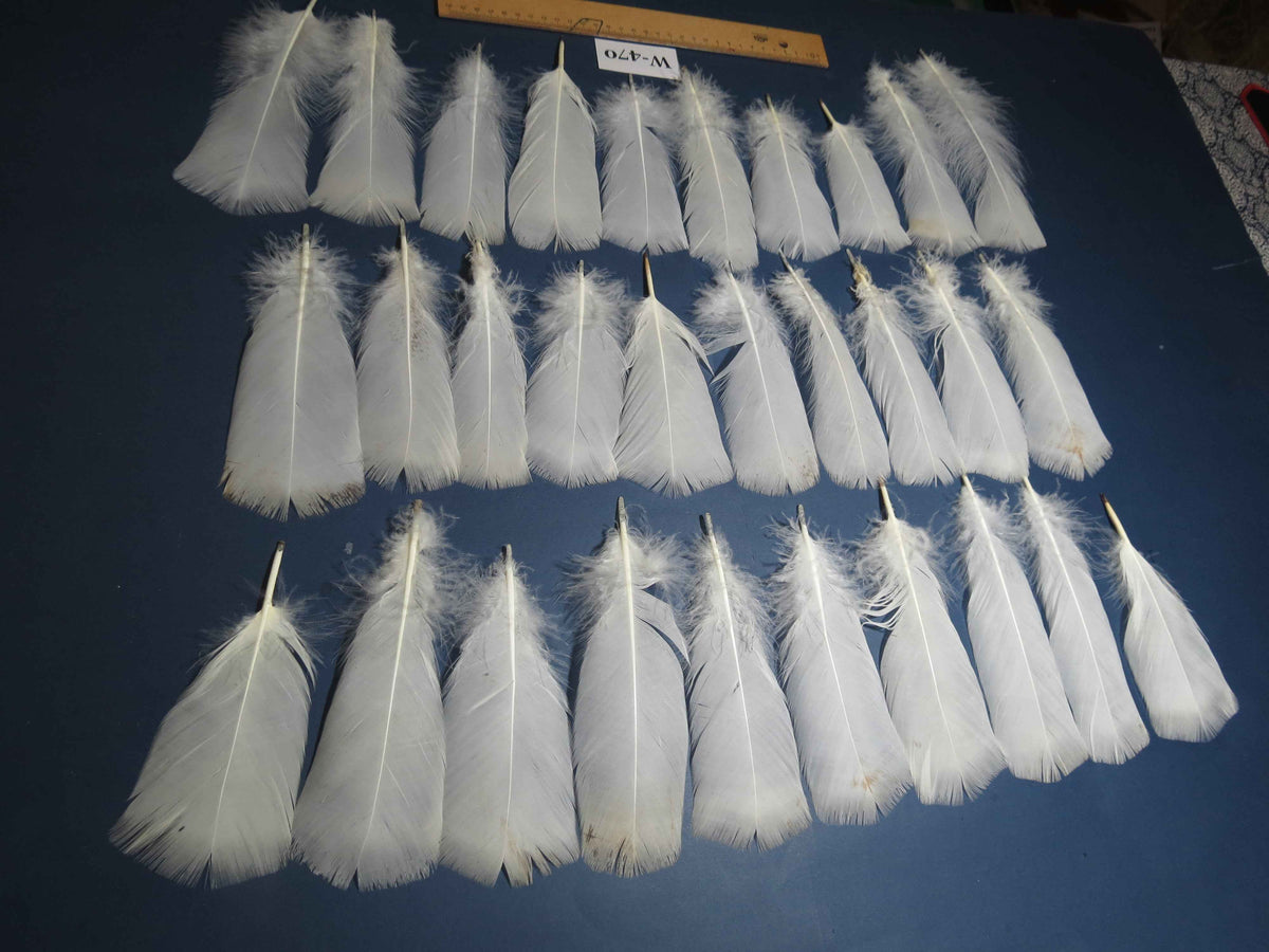 30 Pcs White Turkey Pre-Tail Feathers, Fly Tying Materials (W-470)