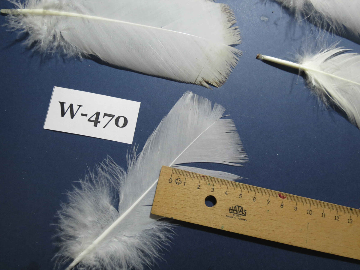 30 Pcs White Turkey Pre-Tail Feathers, Fly Tying Materials (W-470)