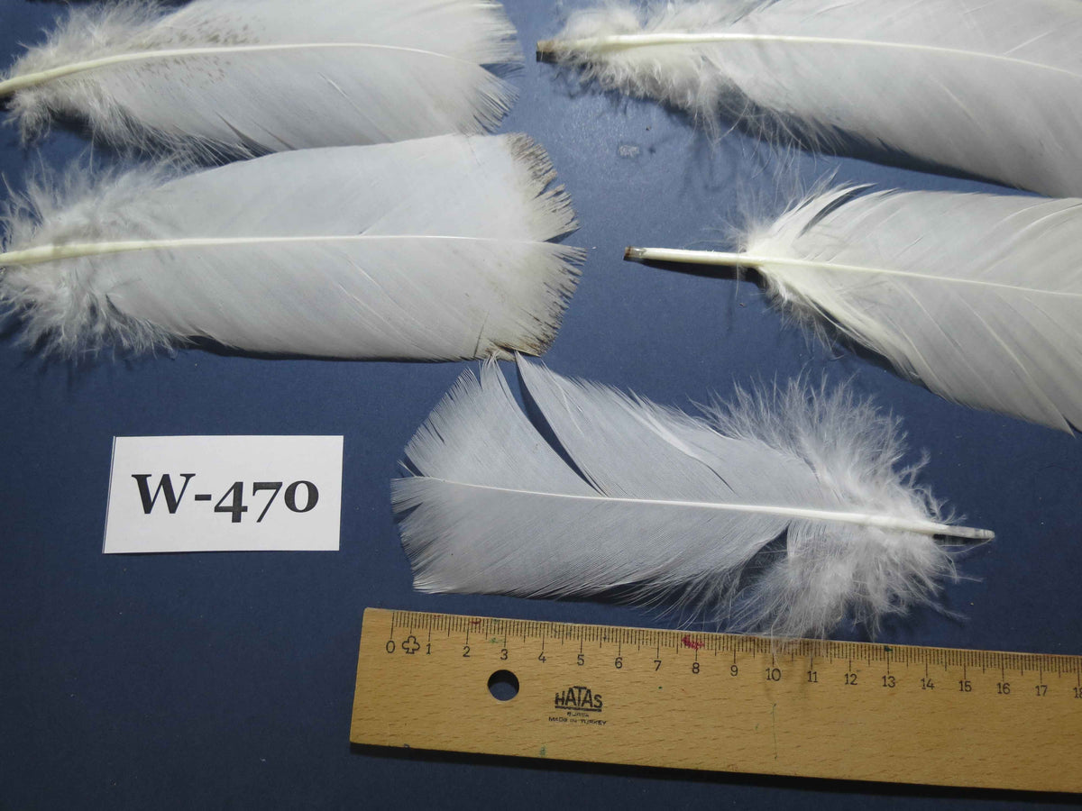 30 Pcs White Turkey Pre-Tail Feathers, Fly Tying Materials (W-470)