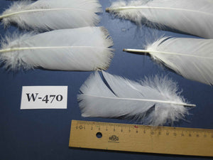 30 Pcs White Turkey Pre-Tail Feathers, Fly Tying Materials (W-470)