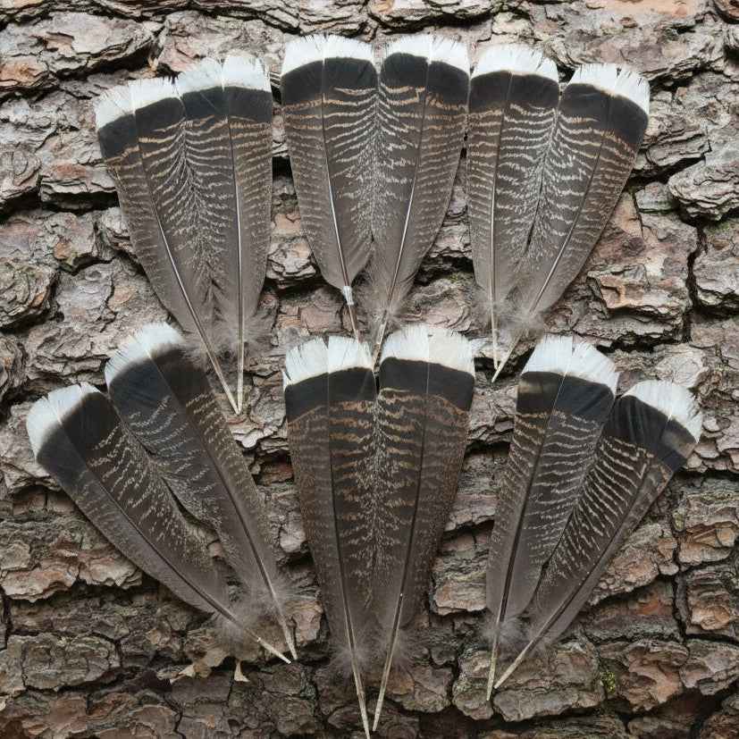 Bronze Turkey Tail Feathers  (One Pair Set) ,Fly Tying Material,Craft Feathers,Natural Turkey Feathers.