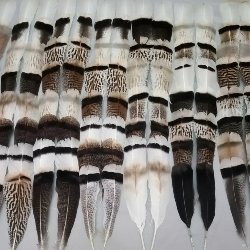 turkey feathers