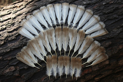 turkey feathers