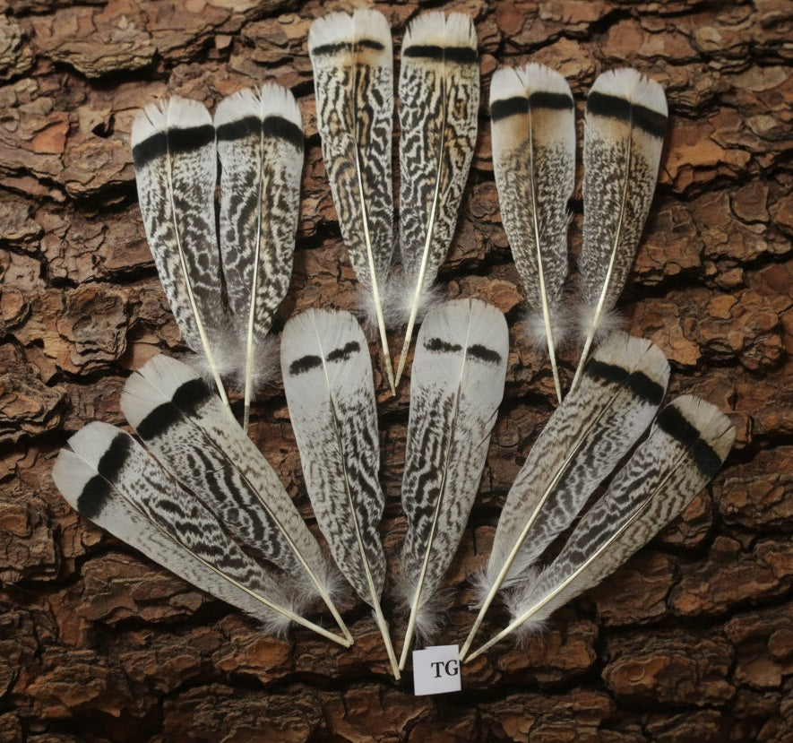 natural turkey feathers