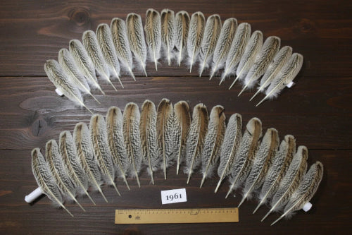 turkey feathers