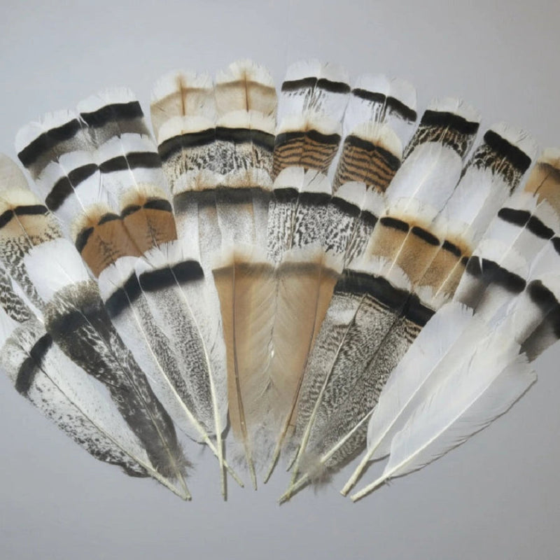 turkey feathers